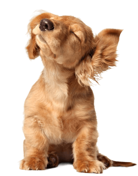 Happy dog